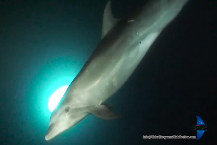 A Question of Ethics - A Dolphin gets Rescued