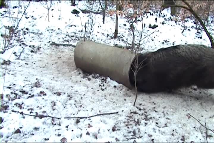 Thumbnail image for A Question of Ethics - Helping Wild Animals in the Winter